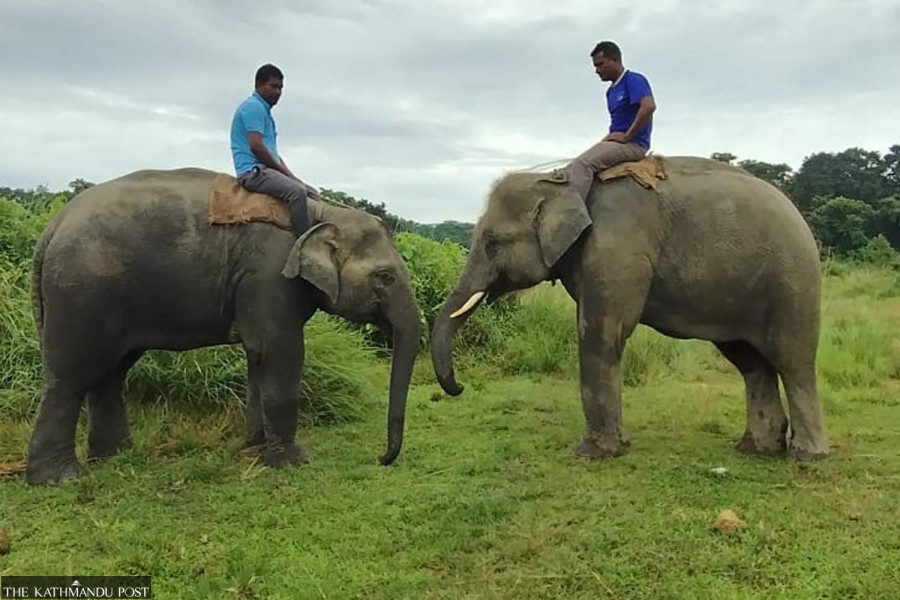 Two elephants from Chitwan to be sent to Qatar zoo