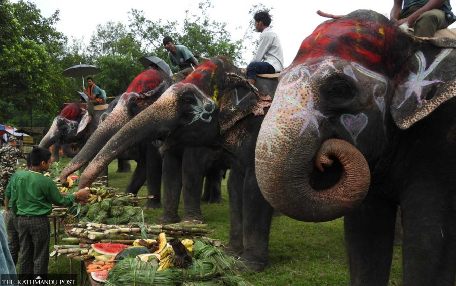 With elephant safaris declining, Sauraha operators turn to ‘bush walks’