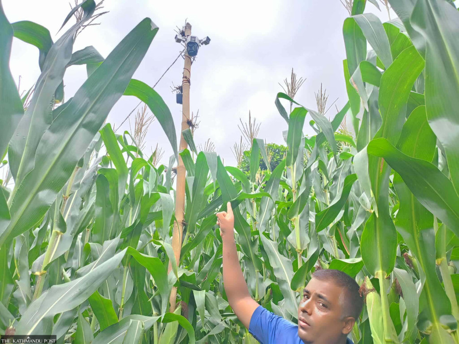 Arghakhanchi farmer uses CCTV to outsmart crop-raiding monkeys