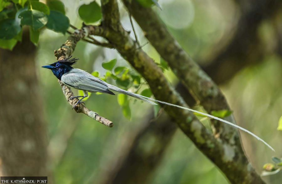 Forests echo with summer migratory birds’ calls