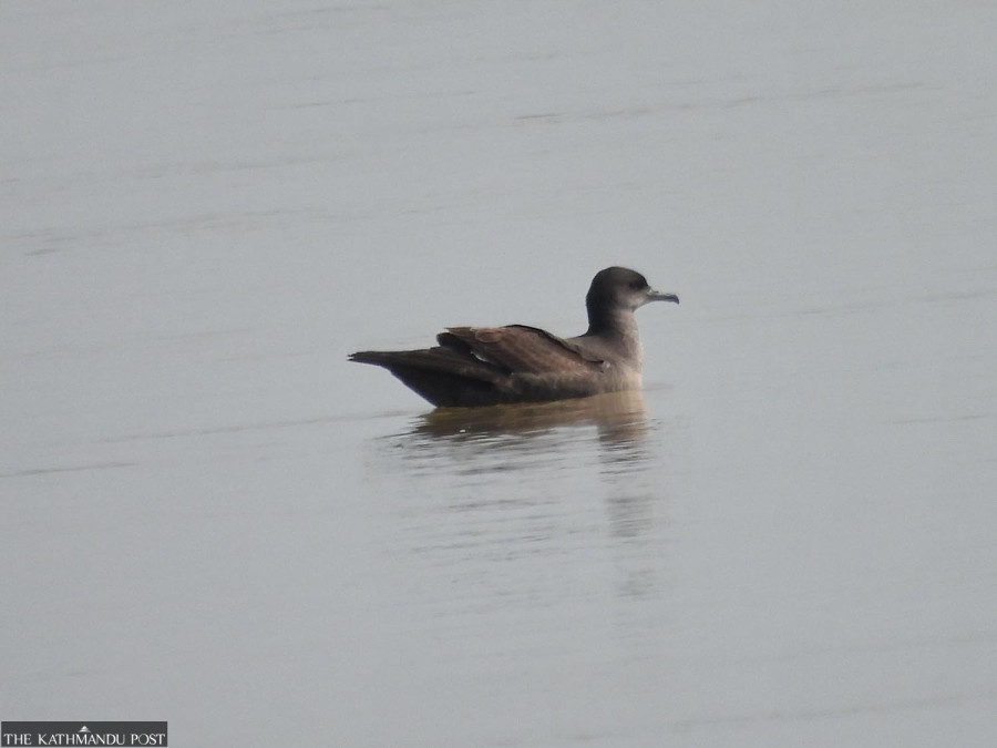 Seabird spotted in Nepal for first time