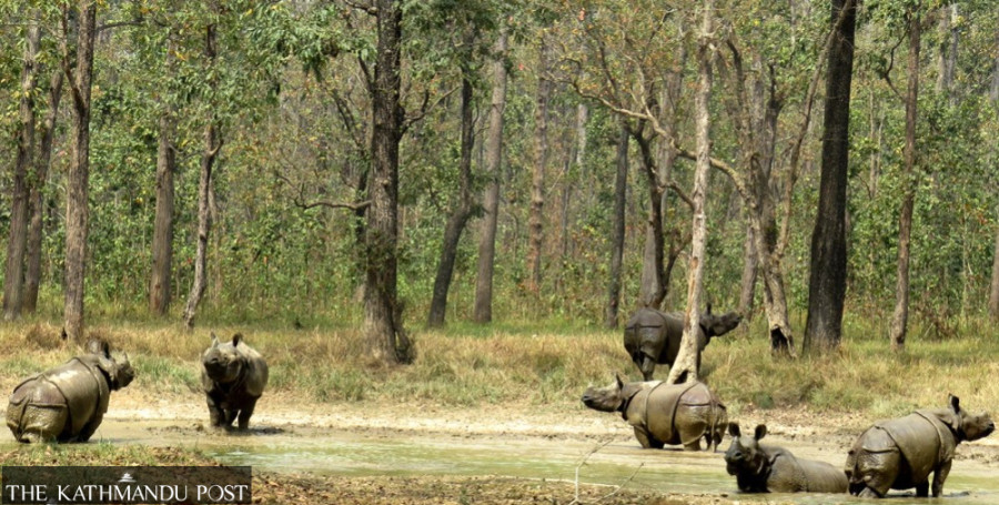 Internal relocation of rhinos begins in Chitwan National Park