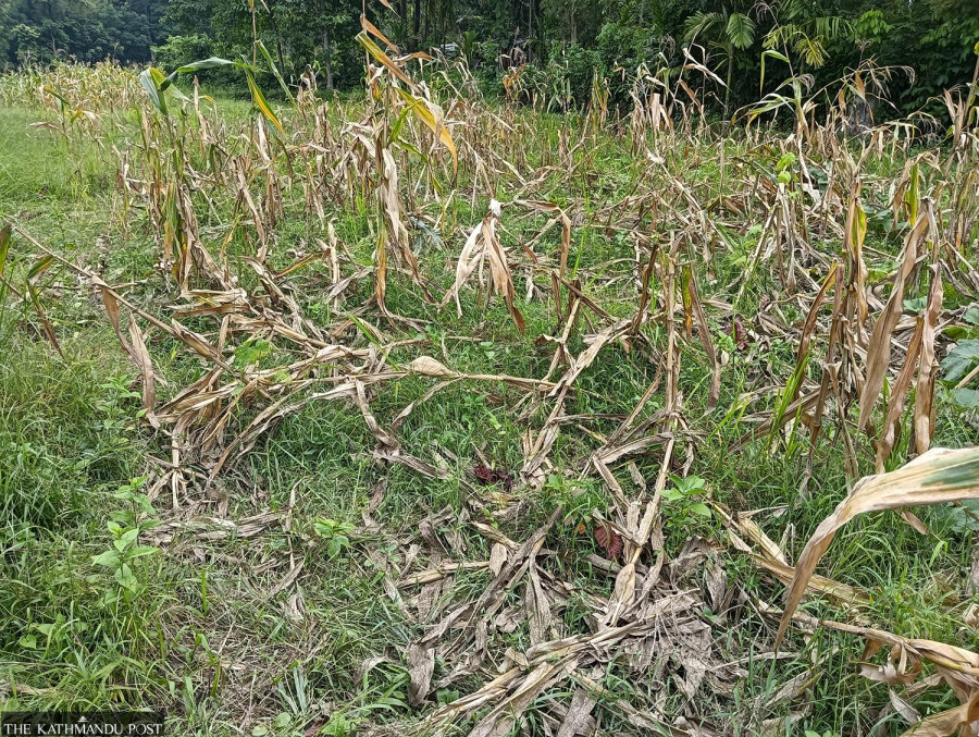 Elephant raids are now routine in Jhapa’s Bahundangi