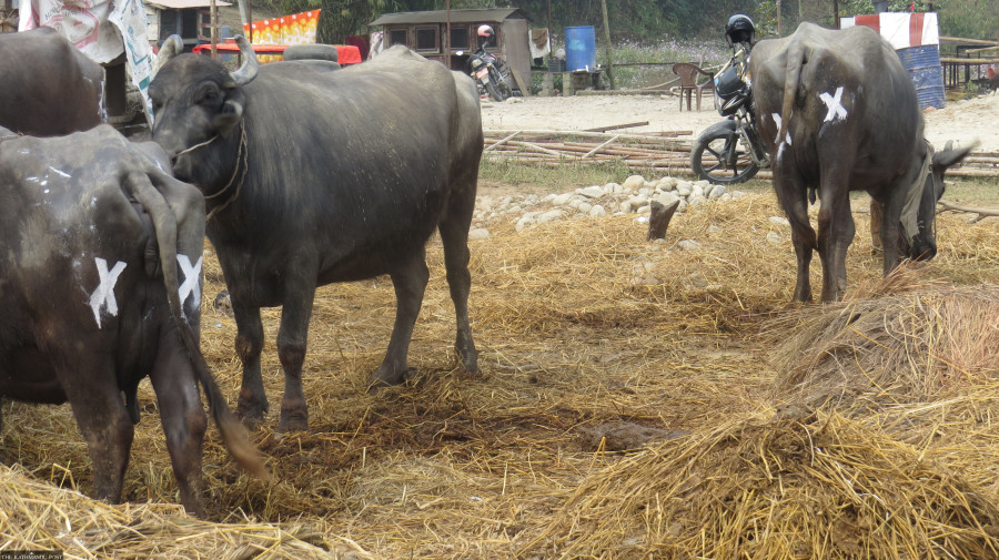 Painting eyes or X on cattle’s hindquarters to deter tiger attacks