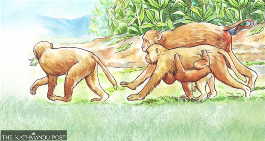 Arghakhanchi administration warns farmers against using electric current to repel monkeys