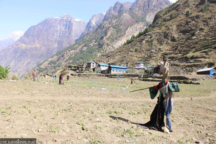 Gorkha farmers struggle to protect crops from wildlife