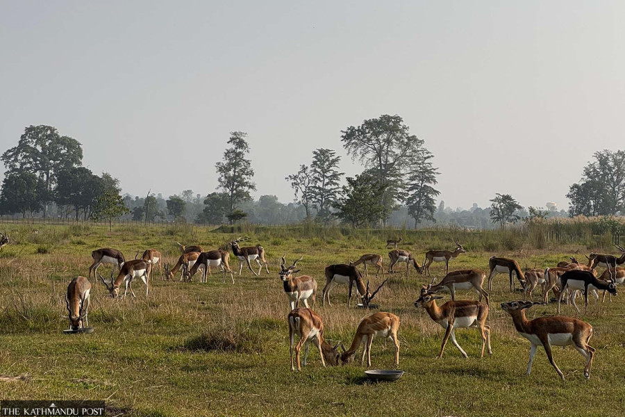 Blackbuck boom brings management challenge in Shuklaphanta