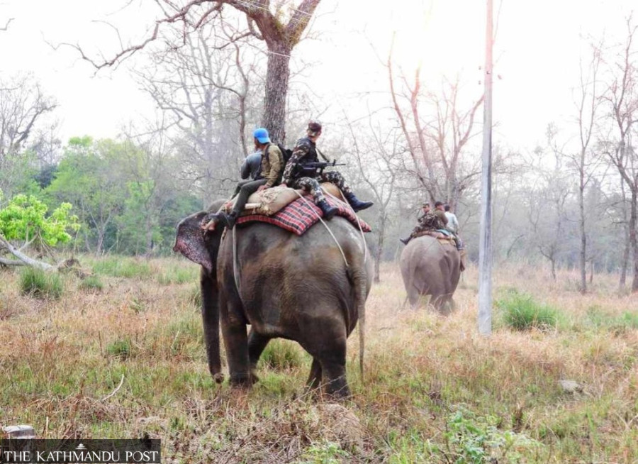 Rhino census uncertain in Bardiya due to fund crunch
