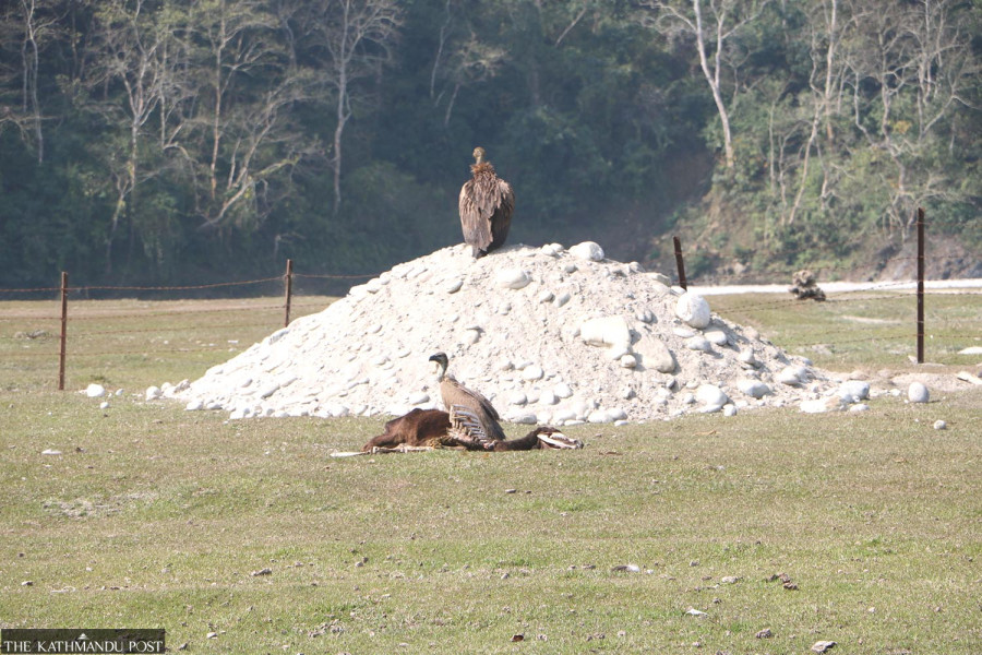 Stray cattle shelter in Tanahun becomes a haven for vultures