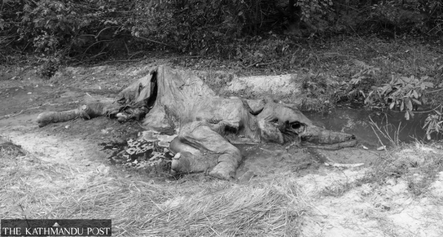 Elephant found dead in Jhapa