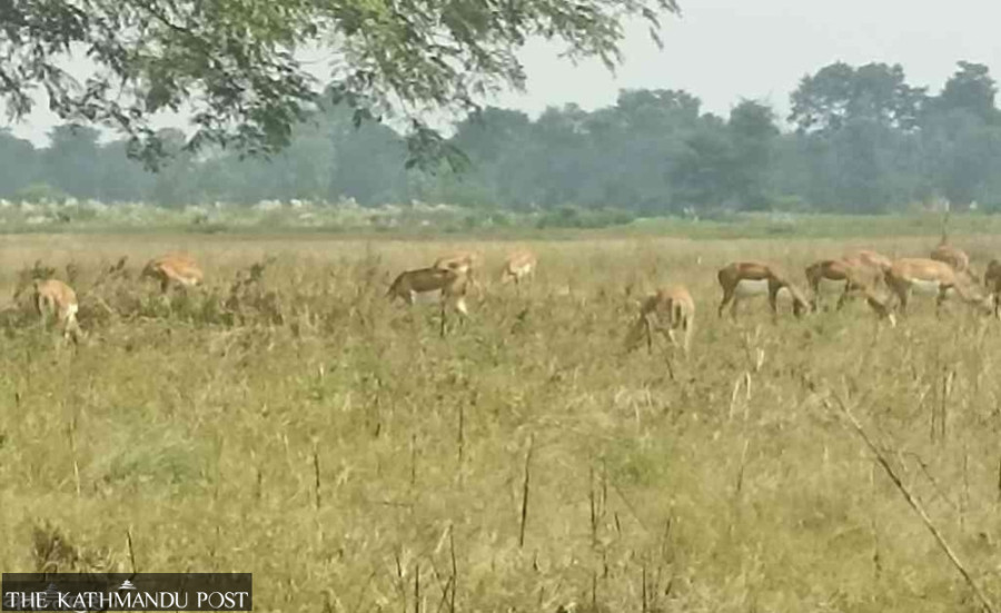 Foreign tourists start visiting blackbuck haven in Bardiya