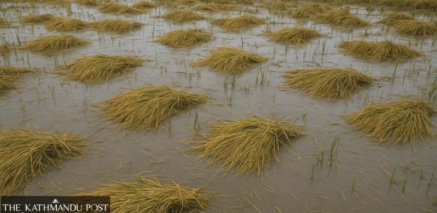 Unseasonal rain soaks ripening paddy in Salyan, farmers fear rot