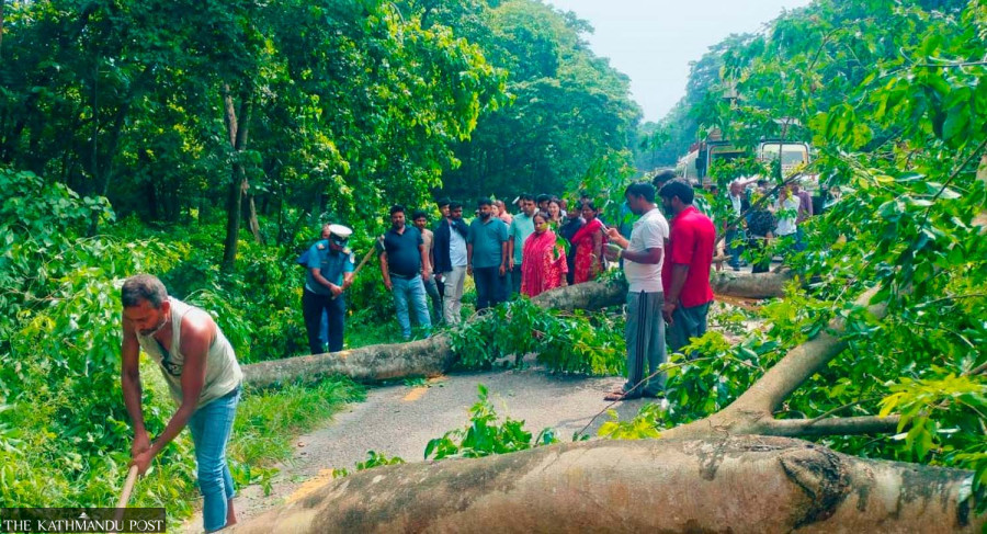 Highway trees turning into deadly traps for travellers