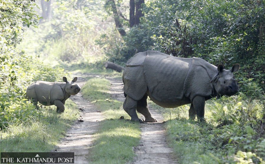Man killed in Chitwan rhino attack