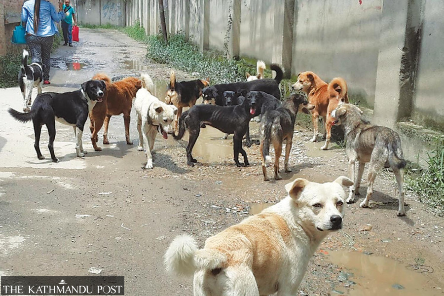 Valley toxic air is choking street dogs, too