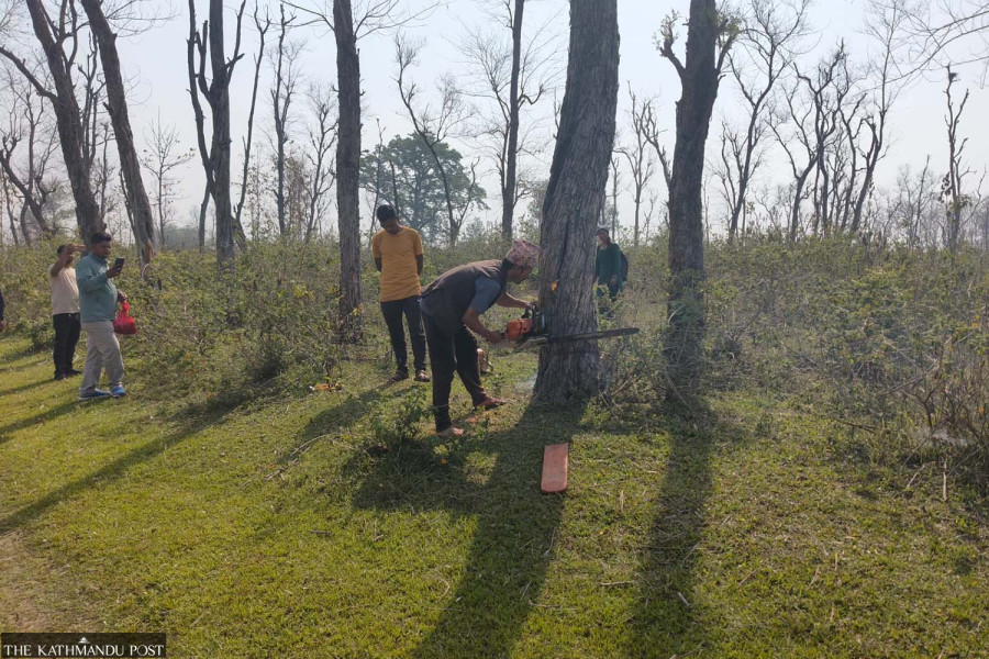 Tree cutting begins for Dodhara Chandani dry port construction