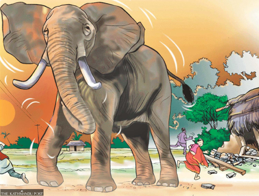 Human-animal conflicts rise as development blocks wildlife corridors