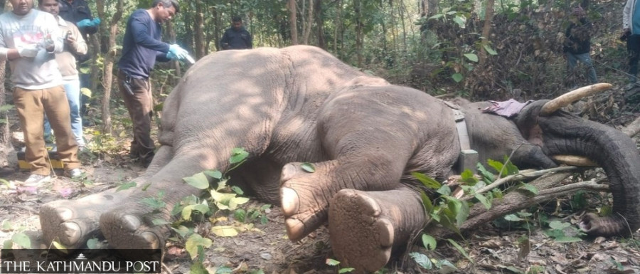 Injured elephant ‘Yamgaj’ receives treatment in the forest