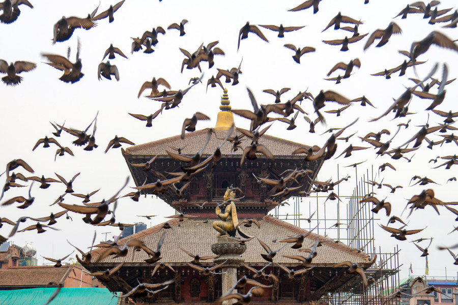 Pigeons and architecture in Nepal Mandala