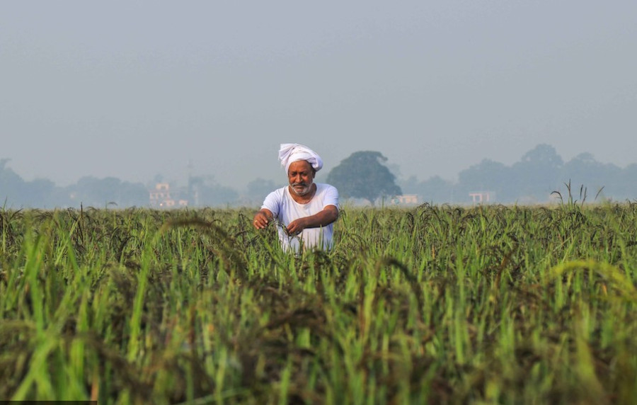 Where does the agriculture budget go?