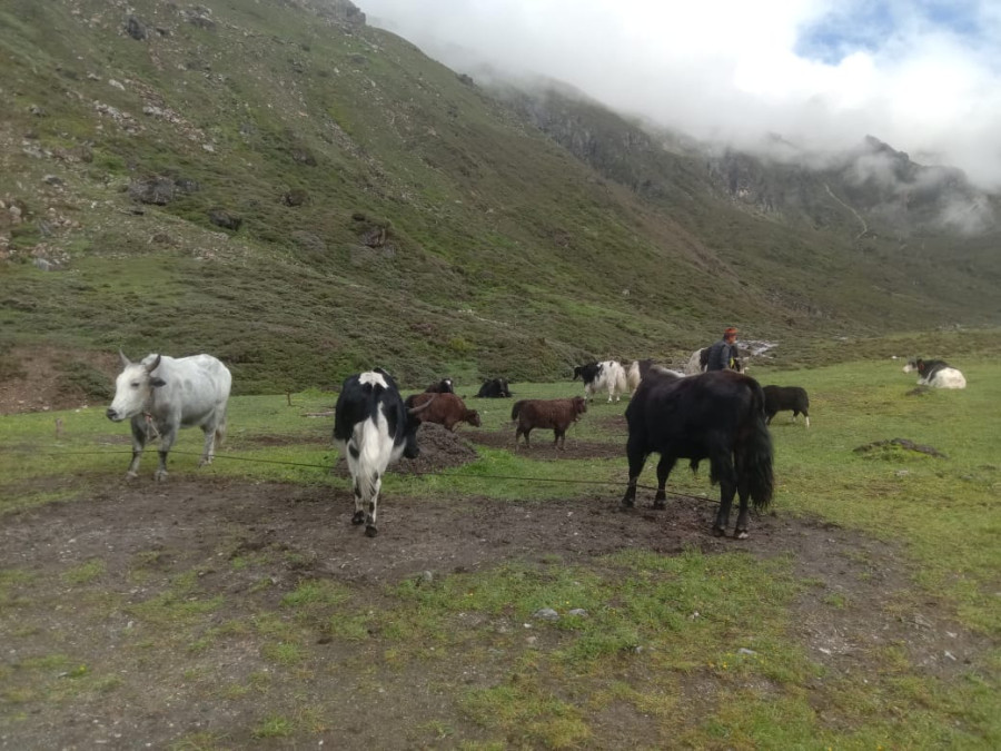 Halted Tibet trade and dwindling income push yak herders to the brink
