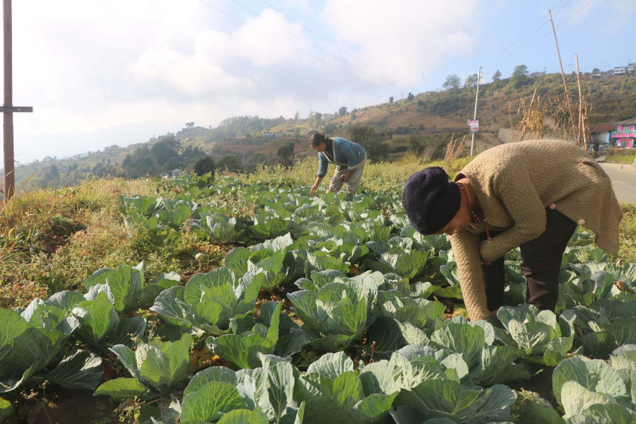 Vegetable prices drop on ample supply