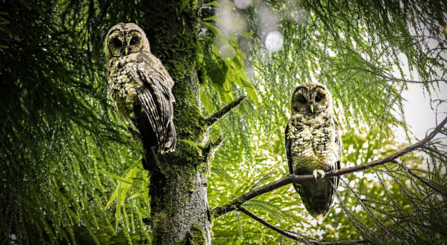 Rare Himalayan wood owls sighted in Ilam