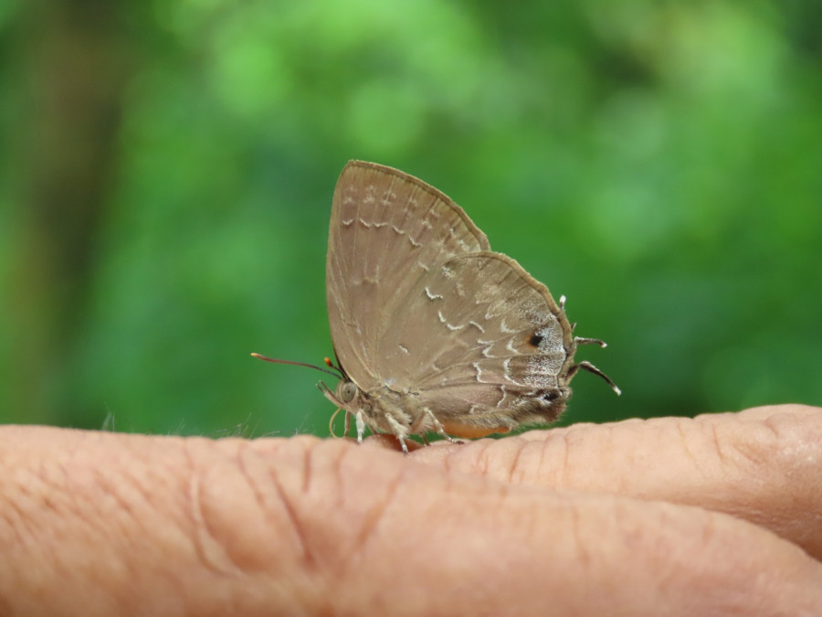 Rare butterfly sighted in Sauraha after 51 years