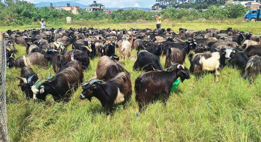 Government agency not to sell goats this Dashain. Metropolis won’t inspect animal health