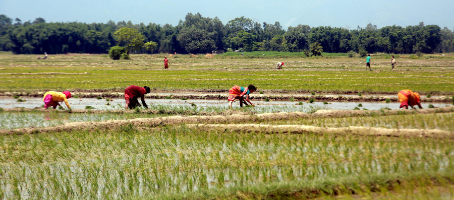 Erratic monsoon frustrates forecasters and farmers alike