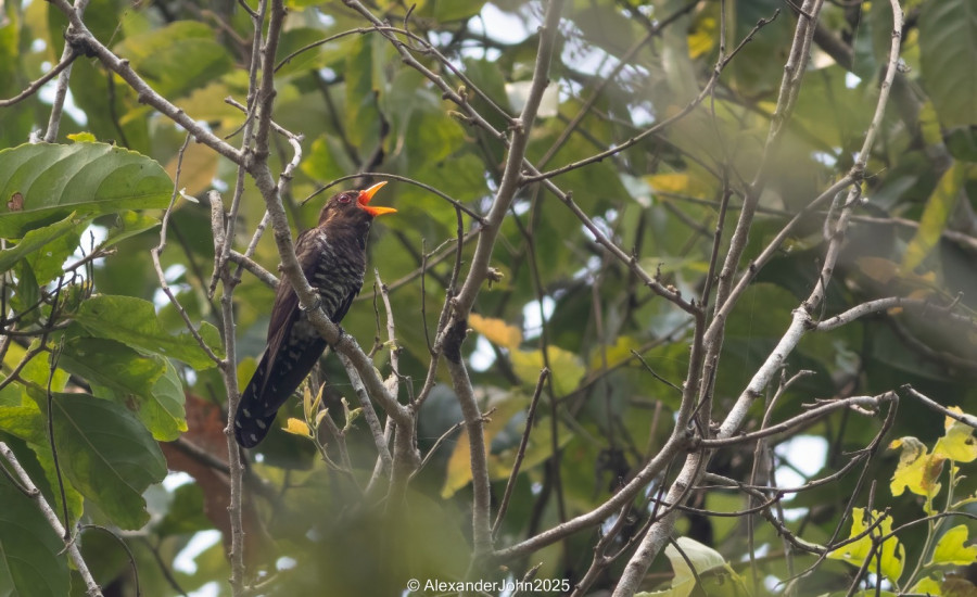 Violet cuckoo recorded for the first time in Nepal