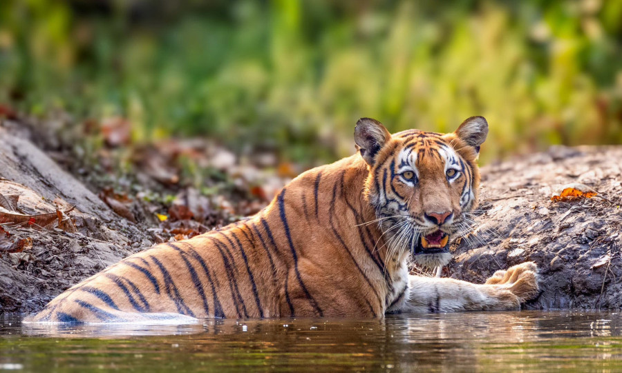 Tigers thrive, conflicts decline in Nepal