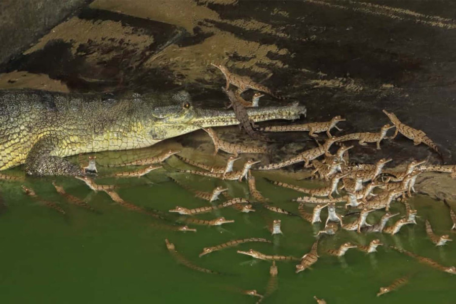 Baby Ghariyals in Bardiya are a sight to celebrate