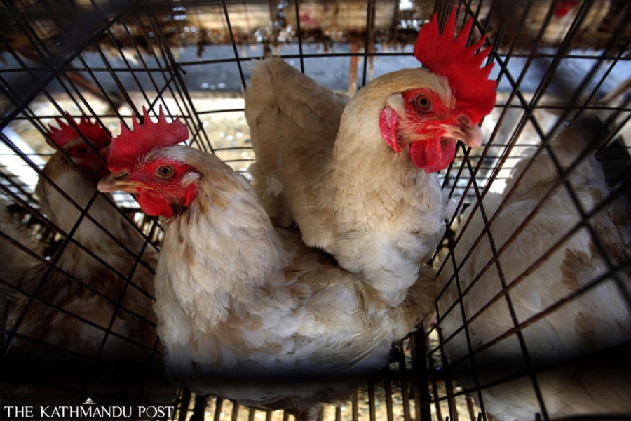 Bird flu outbreak confirmed in Sunsari. Surveillance stepped up