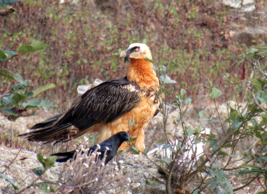 217 bird species recorded in Pyuthan’s Gaumukhi areas