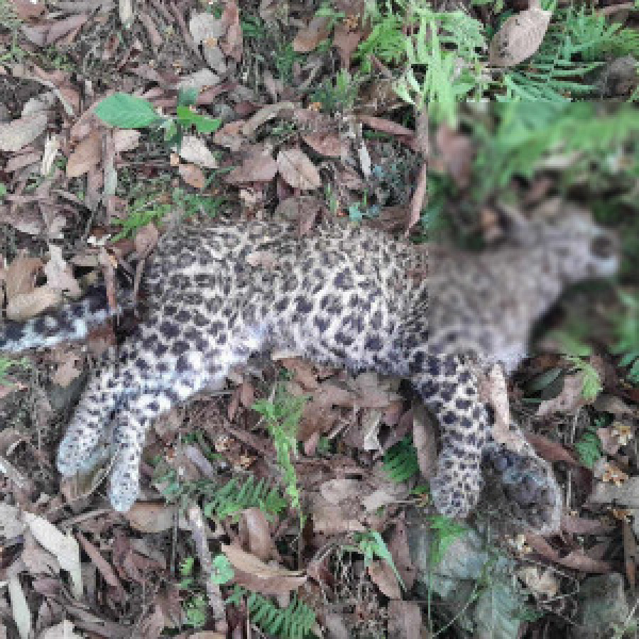 Leopard found dead in Gorkha community forest