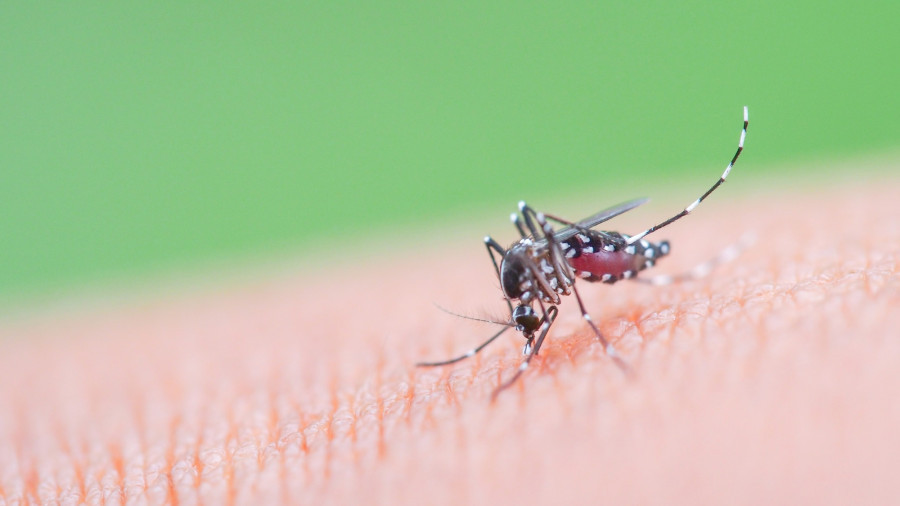 Dengue persists despite cooler temperatures