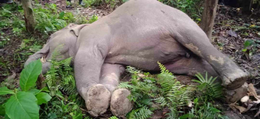 Elephant found dead in Bardiya