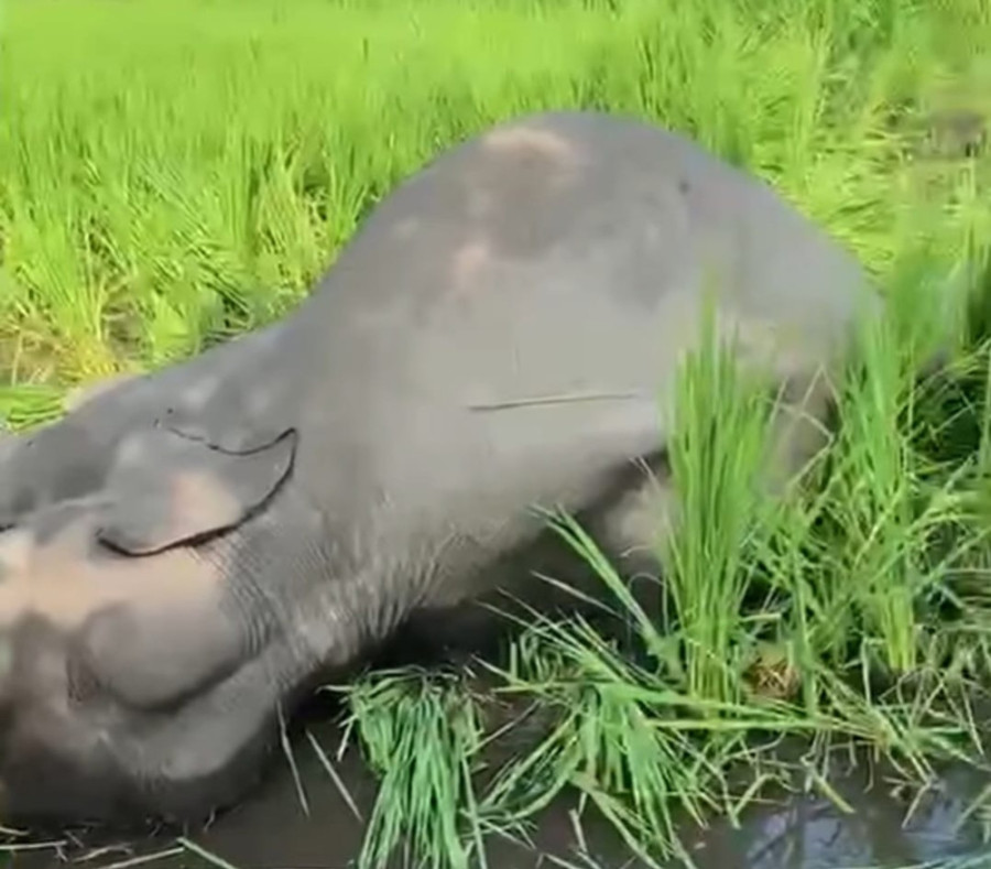 Female elephant found dead in Jhapa paddy field
