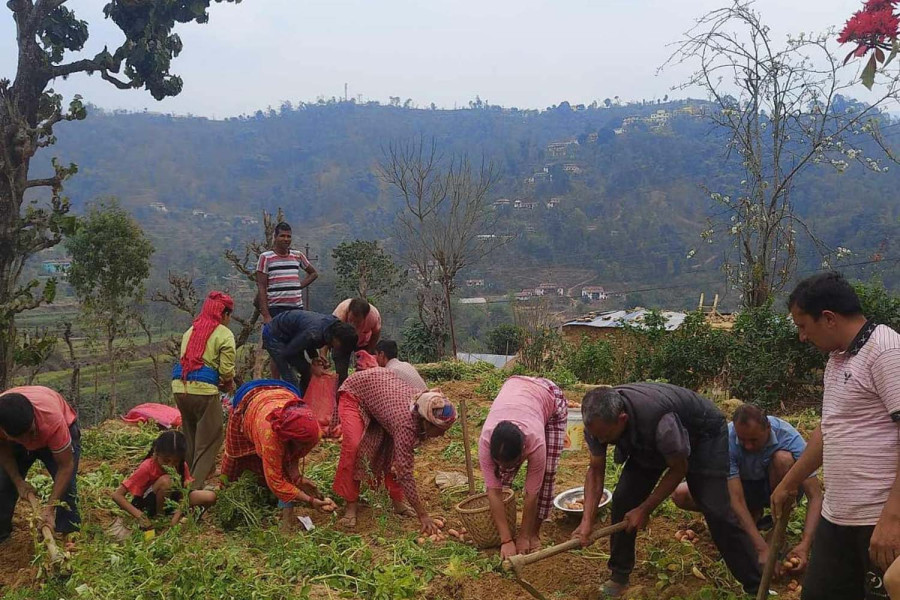 Aiming high: Parbat farmers plan to grow potatoes worth Rs1 billion