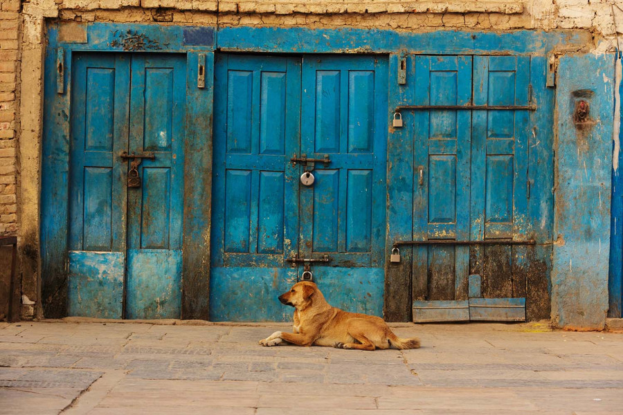 Once a year, he’s not just a dog