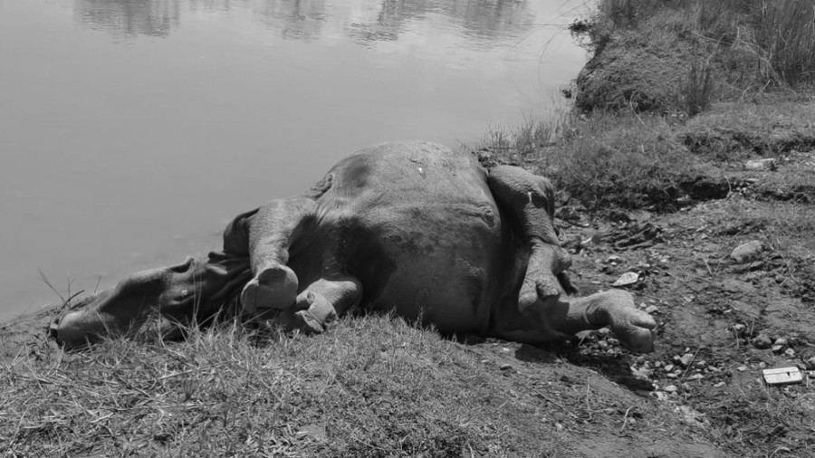 Female rhino found dead in swamp