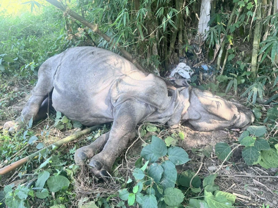 Female rhino found dead in Nawalparasi East