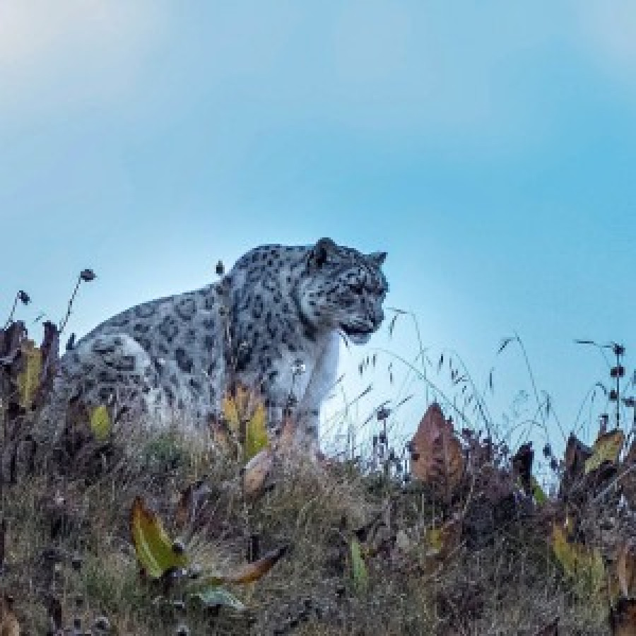 Snow leopards in Nepal: Rare predators of high Himalayas