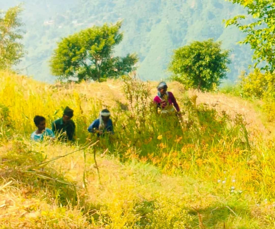 No Dashain buzz in Baitadi as farmers remain busy in fields