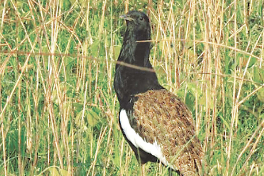 Shuklaphanta sees further decline in rare Bengal floricans