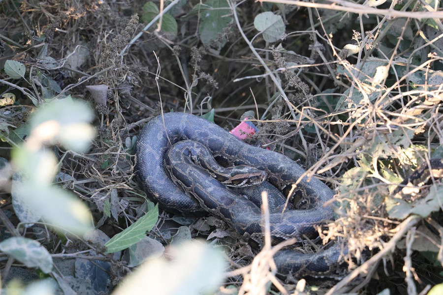Rare sighting of four adult pythons at one location in Rupandehi delights conservationists