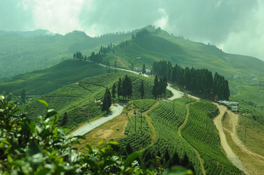 India dominates Nepal’s orthodox tea export market