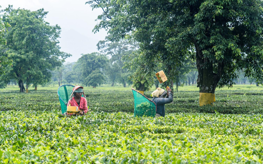Nepal’s 81.8 percent export boom driven by re-exports. Farm goods lag