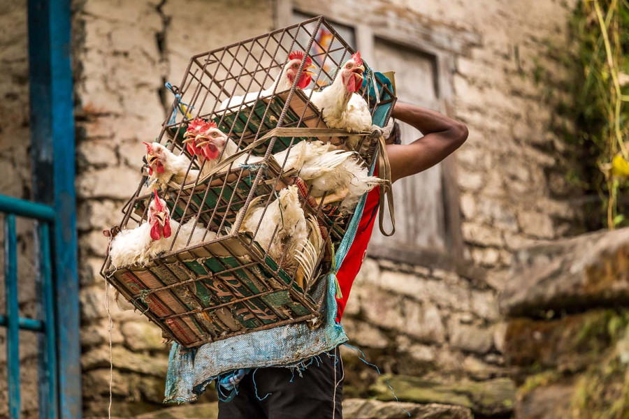 Chicken and egg prices surge